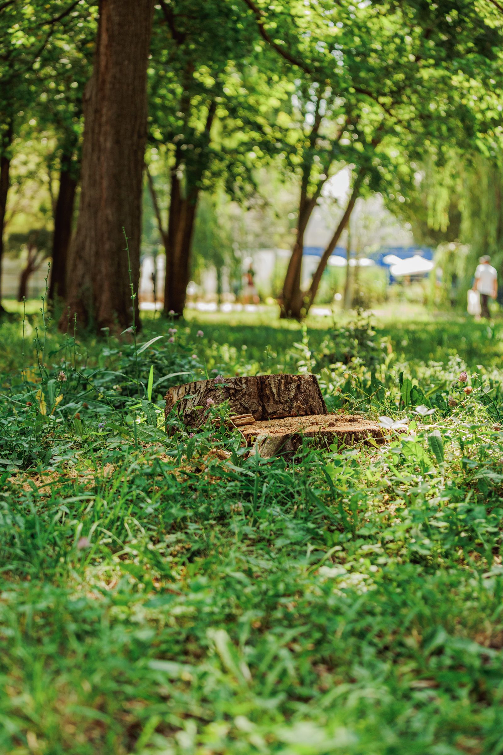 Stump Grinding